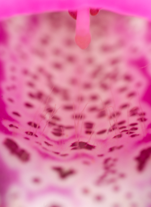 راهنمای نگهداری و پرورش گل و گیاهان زینتی - گل انگشتانه